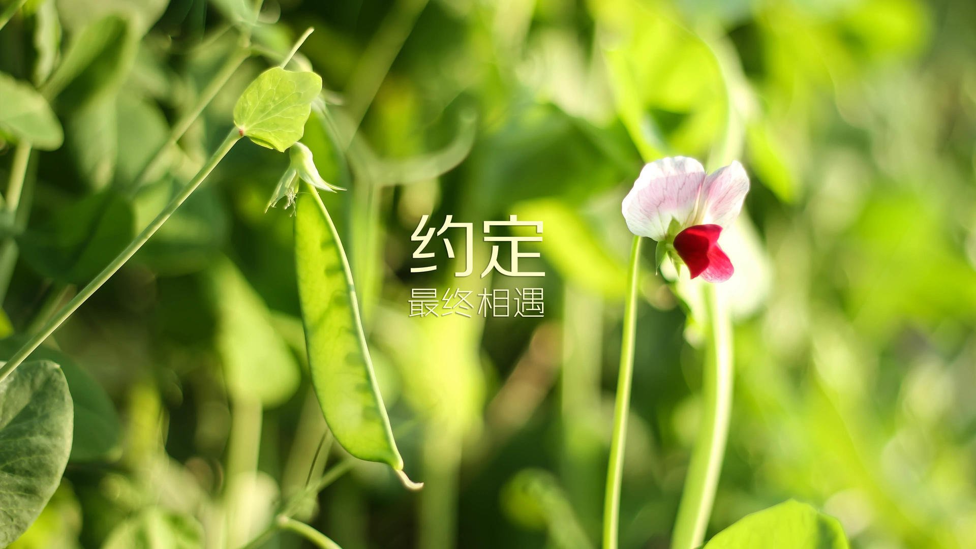 广告策划公司主营业务有哪些内容（广告策划公司经营范围）